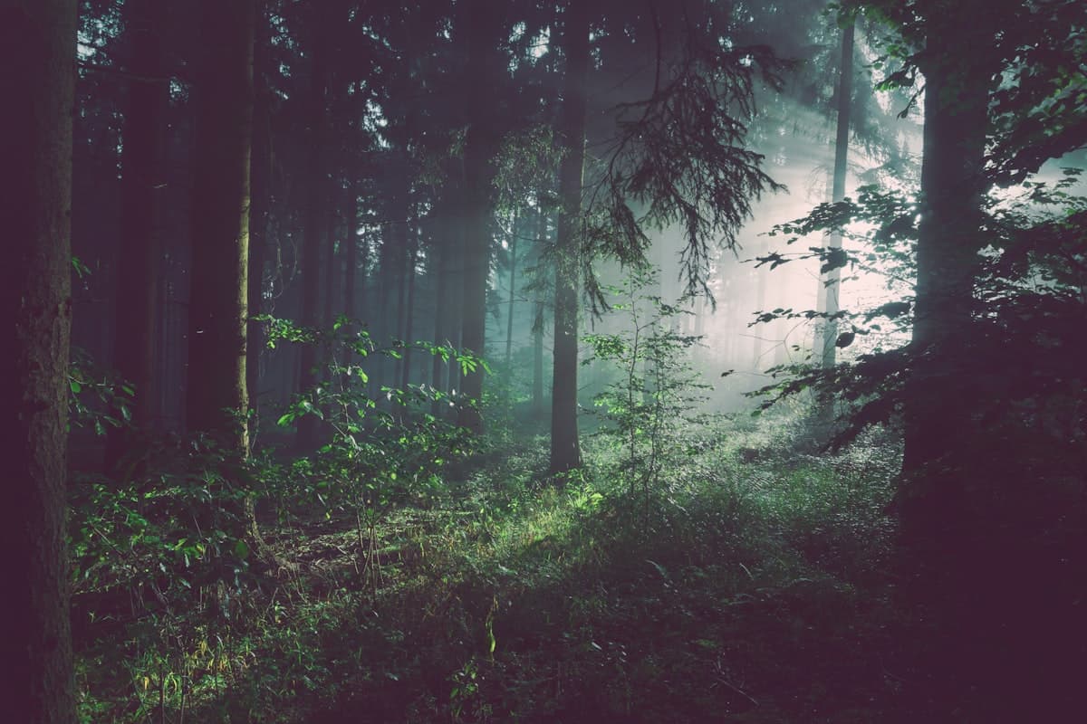 Forest scene with Puffy Shift lenses